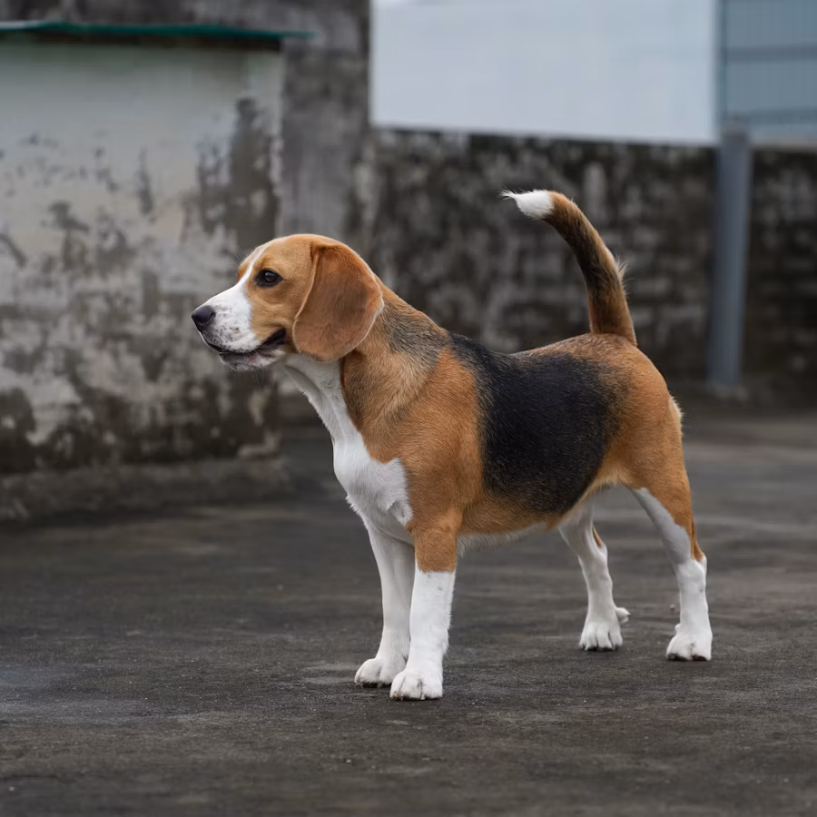 Beagle from verified breeder