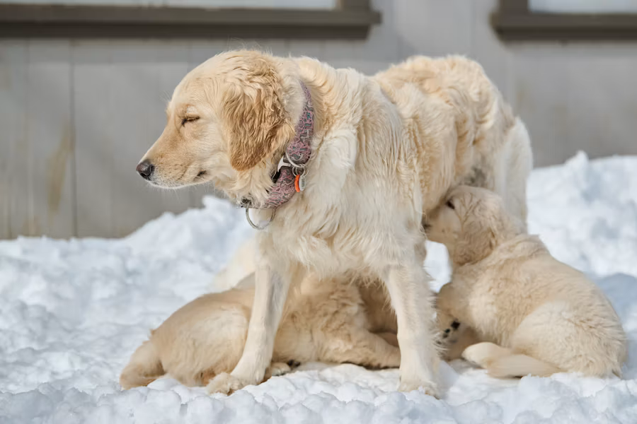 Experienced dog breeder with show-quality dogs