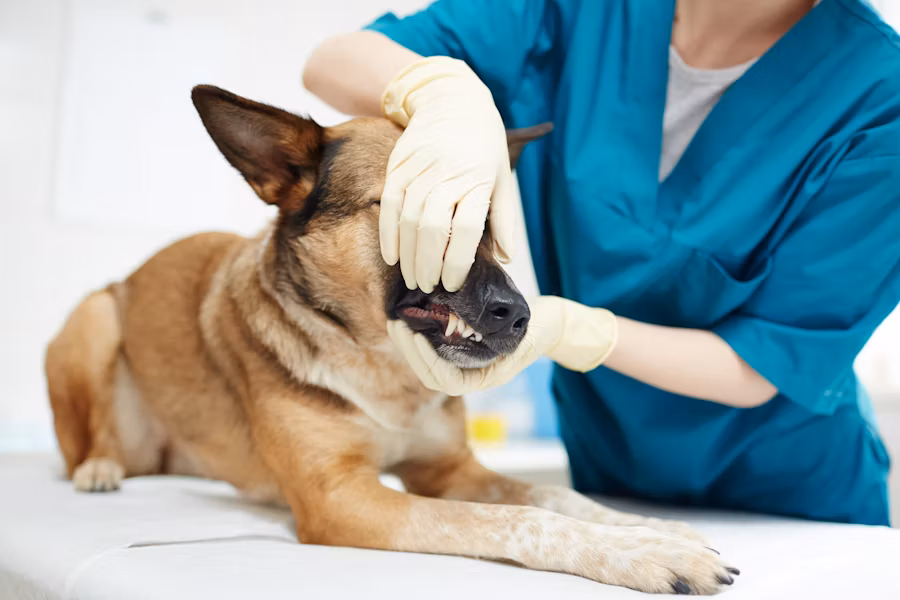 Dog genetic health testing documentation