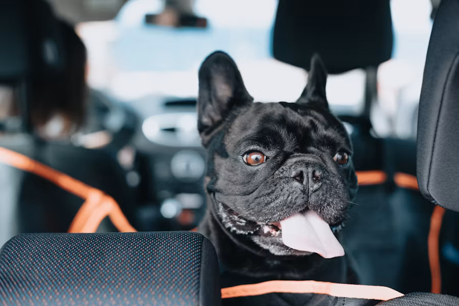French Bulldog from reputable breeder