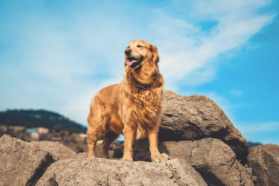 Golden Retriever from verified breeder