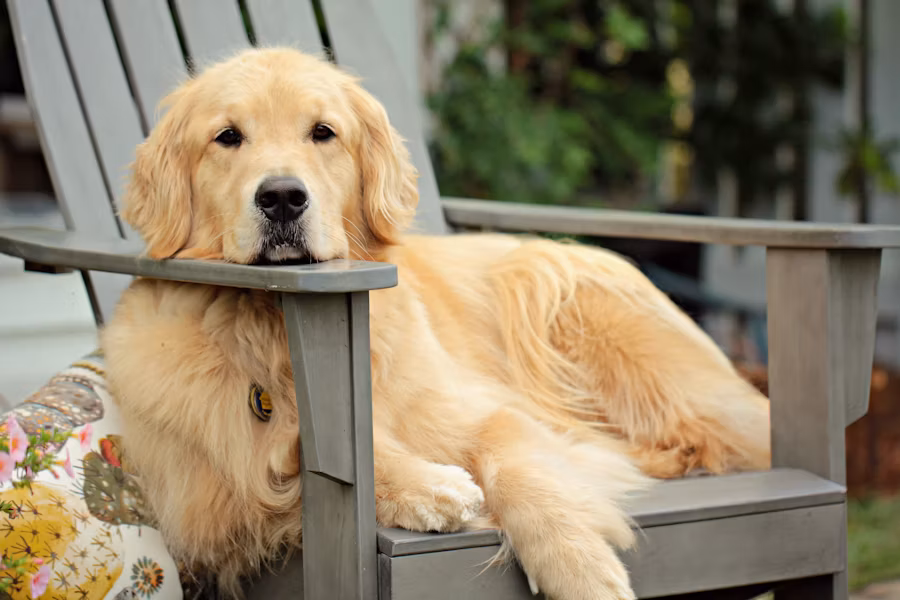 Golden Retriever puppy from verified breeder with new family