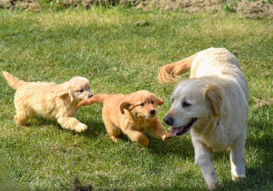 Professional dog adoption contract and documentation
